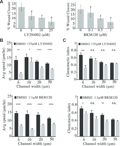 Obscurin Knockdown Mcf A Cells Exhibit Reduced Migration Upon