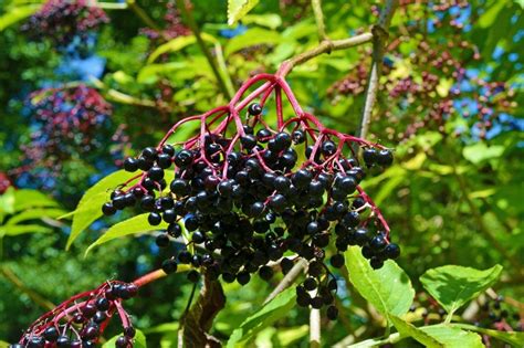 9 Edible Wild Plants To Fight Cold And Flu Naturally Frontier Survival