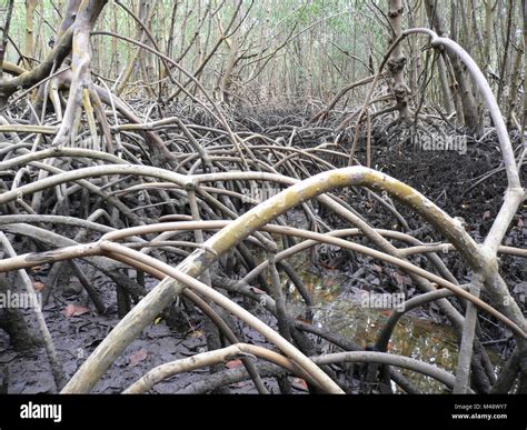 White Mangroves Stock Photo - Alamy