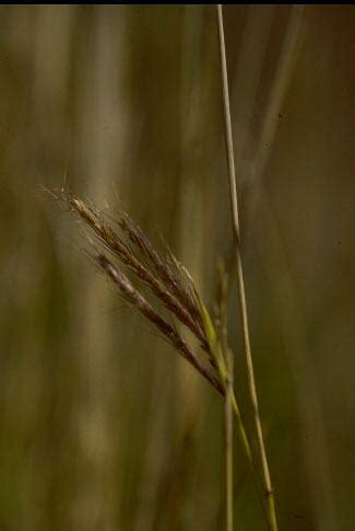 Dichanthium Annulatum Forssk Stapf Portale Della Flora D Italia