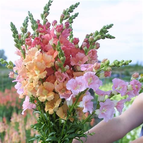 Snapdragon Sherbet Toned Chantilly Mix Floret Flowers