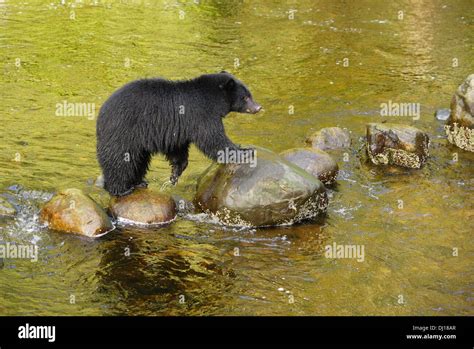 Thornton Creek Fish Hatchery Hi Res Stock Photography And Images Alamy