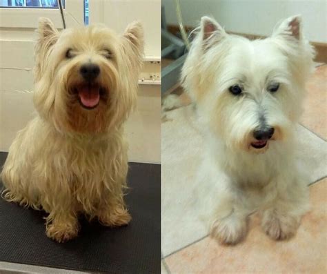 Sintético 100 Foto Como Cortarle El Pelo A Un Perro Con Tijeras Lleno