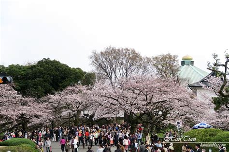 【東京賞櫻】盤點13個東京賞櫻必去景點推薦 涵天食尚玩樂生活誌