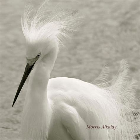 Snowy Egret Feathers bird photography White egrets herons B/W