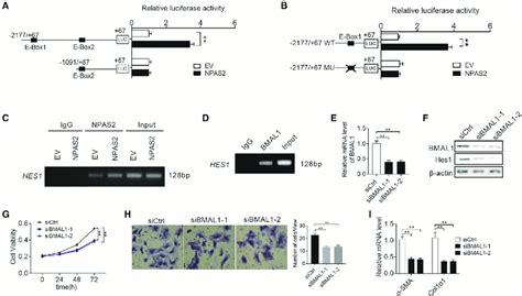 NPAS2 Transcriptionally Upregulates Hes1 Expression In HSCs A LX2