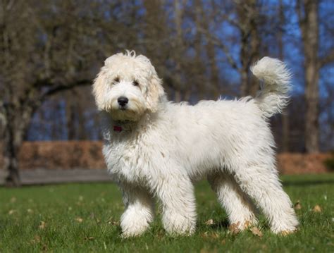 Labradoodle Características E Cuidados Zooplus Magazine