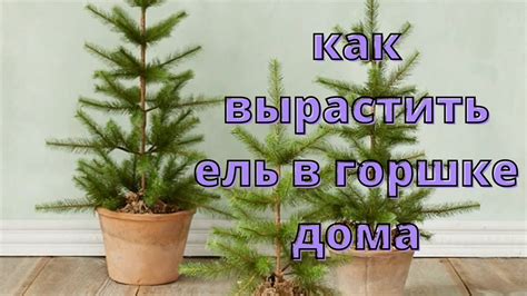 Как вырастить ель в горшке дома. - YouTube