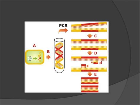 Reacción En Cadena De La Polimerasa