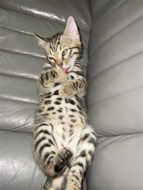Belly spots !! : r/bengalcats