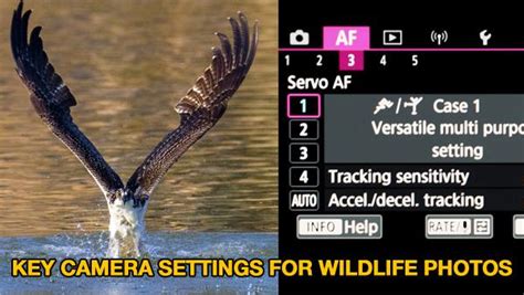 These Are the BEST Camera Settings for Wildlife Photography (VIDEO ...