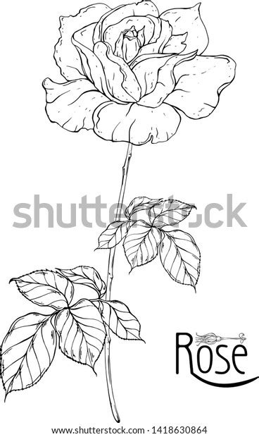 Vector Floral Arrangement Rose Flowers Rose Stock Vector Royalty Free