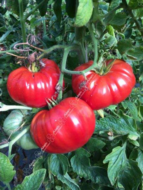 Graines Tomate Super Marmande Semences Biologiques