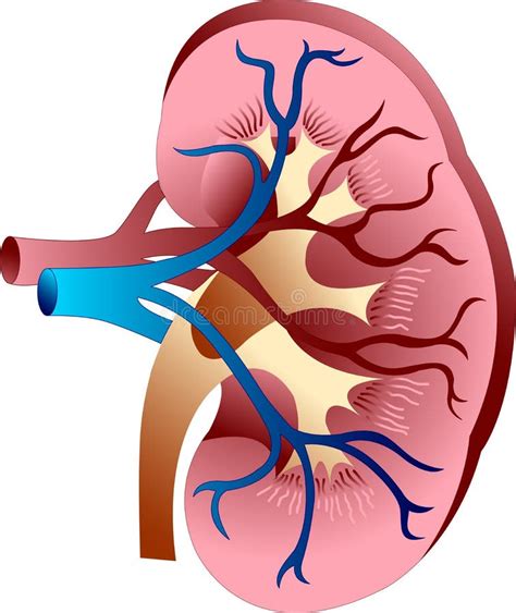 De Anatomie Van De Nier Vector Illustratie Illustration Of Gezondheid