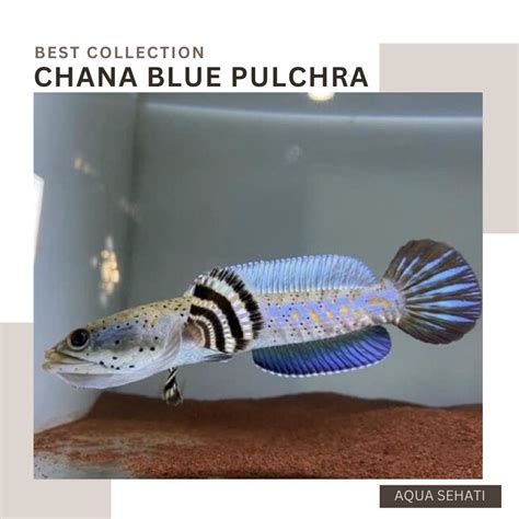jual ikan channa chana blue pulchra yellow dots shopee indonesia