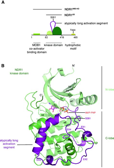 Crystal Structure Of The Protein Kinase Domain Of Human Ndr In Its