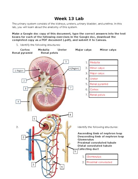 Week 13 Lab Answers Week 13 Lab The Urinary System Consists Of The