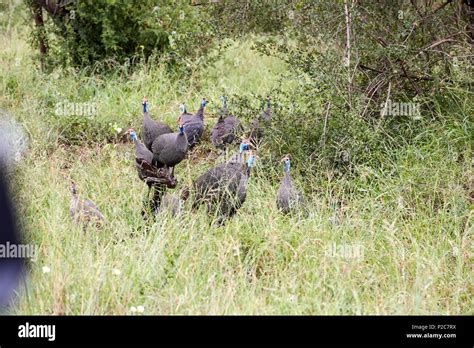 Kruger National Park Game Reserve South Africa Stock Photo Alamy