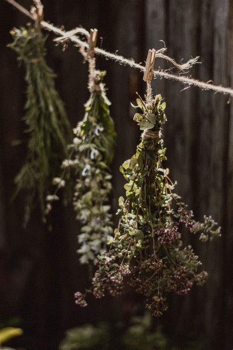 🌿🌾сушка трав☀️witch corner 🌾🌸magic🕯️🌙 aesthetics photo 🍁 atmosphere 🌾🍂🌺 ...
