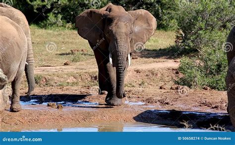 Elefante Dell Africa Che Spruzza Acqua Stock Footage Video Di Bagnato