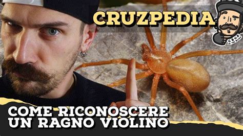 Il RAGNO più VELENOSO in Italia Come riconoscere un RAGNO VIOLINO