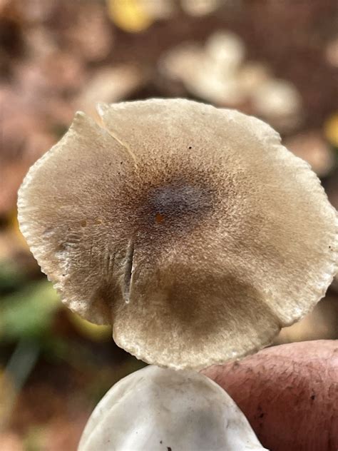 Common Gilled Mushrooms And Allies From Salt Creek Oakridge Or Us On