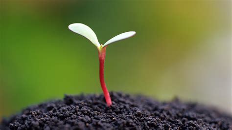 Seed Germination Wallpapers - Top Free Seed Germination Backgrounds ... 