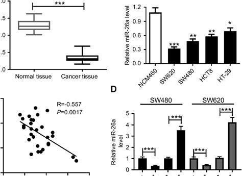 Mir 26a Expression Was Downregulated In Crc And Was Suppressed By