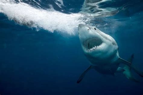 Surfer Attacked By 10ft Great White Shark As Beast Violently Turned At