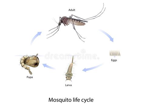 Mosquito Life Cycle Stock Illustration Illustration Of Bite