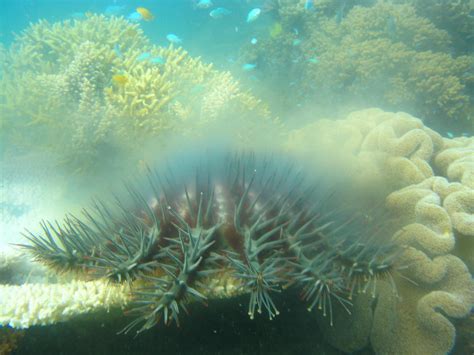 Life At Lizard Waging War On The Crown Of Thorns Starfish The