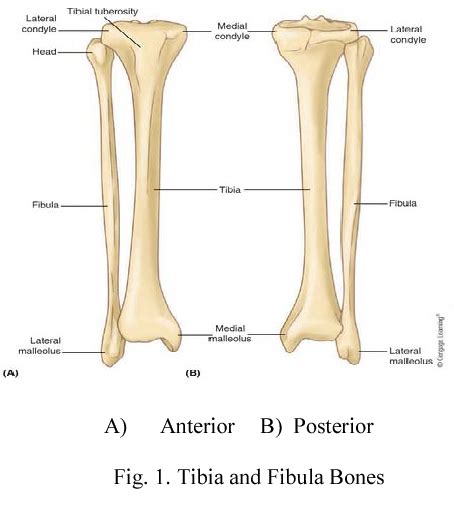 Bone Structure Of Lower Limb Semantic Scholar