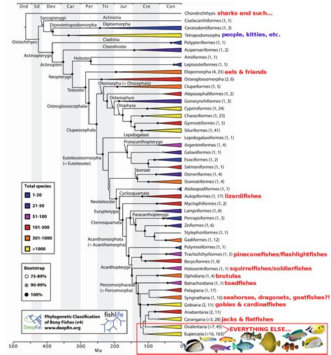 A New Fish Tree Of Life