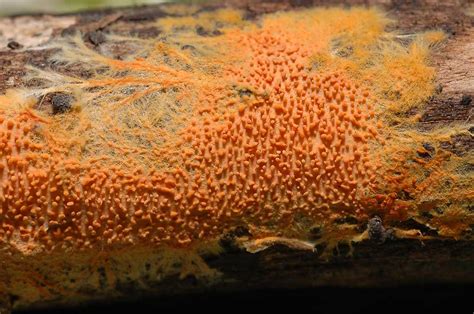 Orange Slime Mold Dsc John Denk Flickr