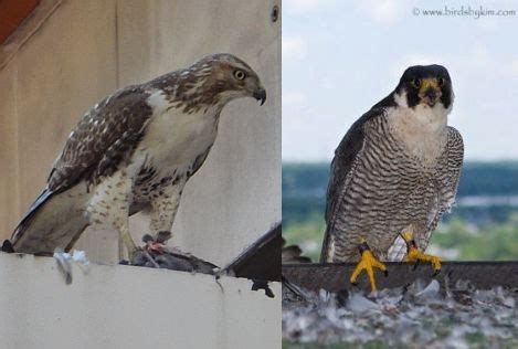 Falcon Images: Coopers Hawk Vs Peregrine Falcon