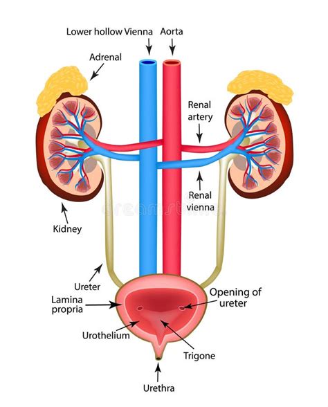 Anatomia Del Sistema Urinario Vejiga Urinaria Rinon Images