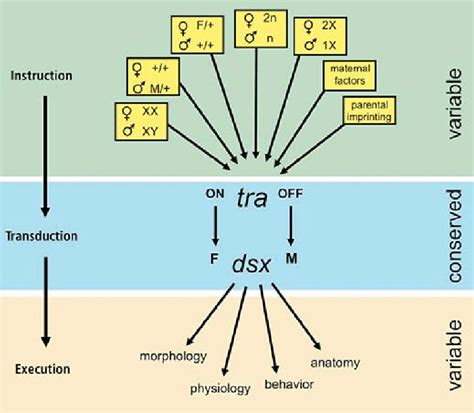 An Hourglass Model For The Divergence Of Sex Determining Pathways In