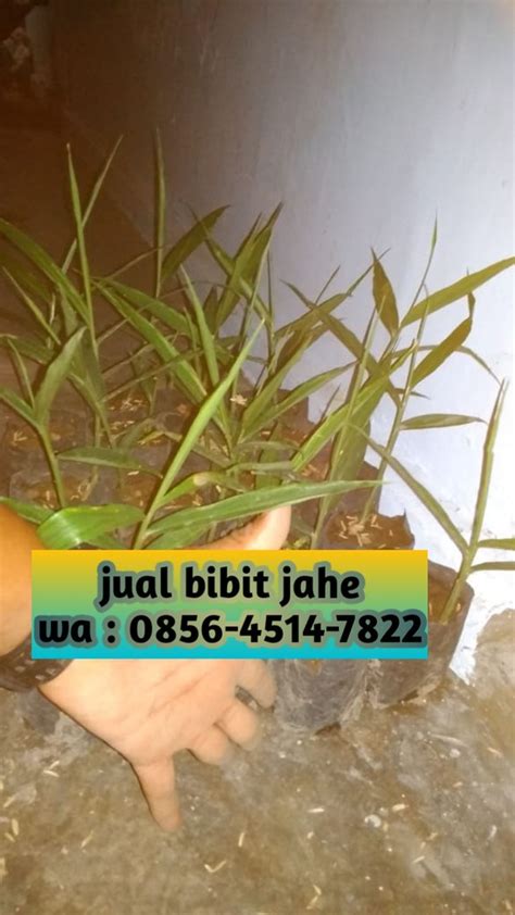 Jual Bibit Jahe Merah Makassar CALL 0856 4514 7822 AFIF J Flickr