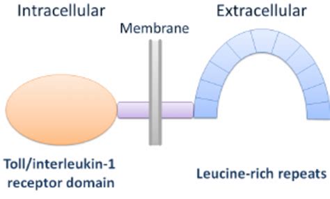 Schematic Representation Of The Basic Structure Of Toll Like Receptors