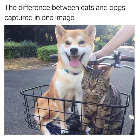 Cats vs. Dogs : r/dogpictures