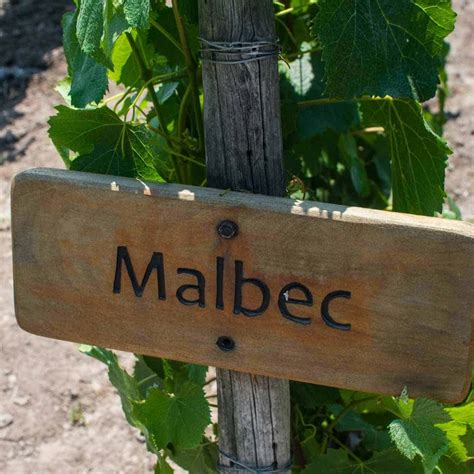 Full bodied Red Malbec Wine