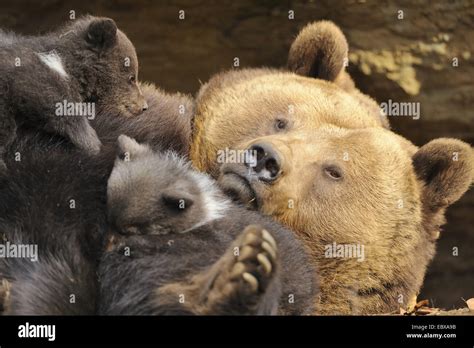 European brown bear cubs hi-res stock photography and images - Alamy