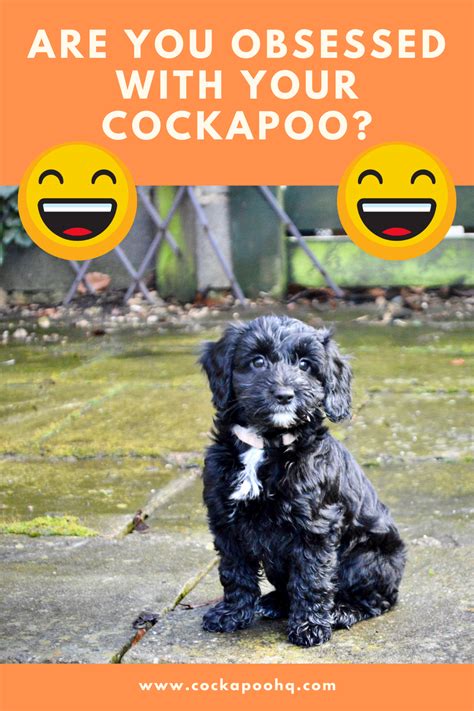 100 Cockapoo Male And Female Names Cockapoohq Artofit