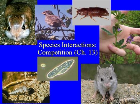 Species Interactions Competition Ch 13 Competition Ch 13