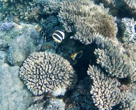 Lord Howe Island: Snorkeling in the Lagoon – Travel2Unlimited