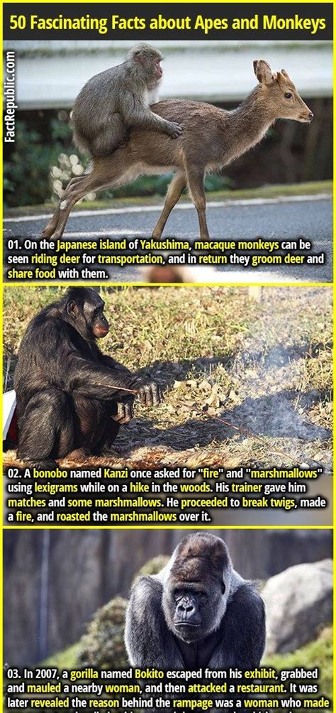 Fascinating Facts About Apes And Monkeys Artofit