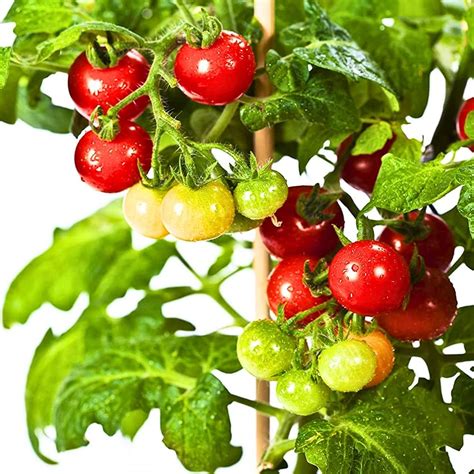 Amazon Tiny Tim Tomato Seeds Seeds Non Gmo Vegetable