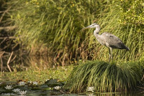 Le Héron Cendré Ardea Cinerea Linnaeus The Gray Heron Flickr