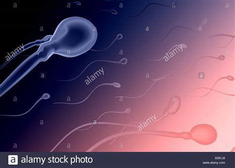 Human Sperm Cells Stock Photos Human Sperm Cells Stock Images Alamy