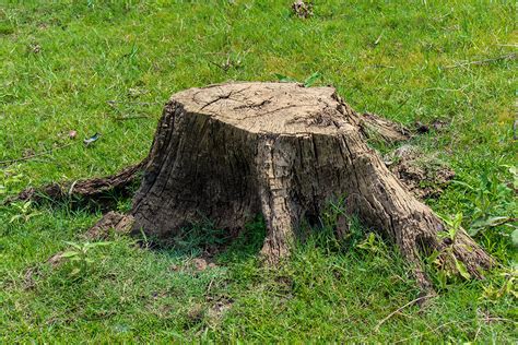 4 Methods To Safely Remove A Tree Stump Tree Removal Service In Dallas Tx